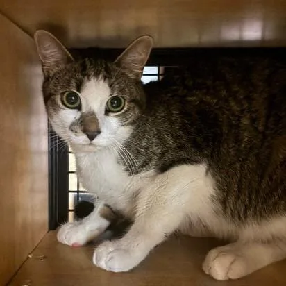A young medium-sized male Domestic Short Hair cat named Cannoli for adoption in New York, NY
