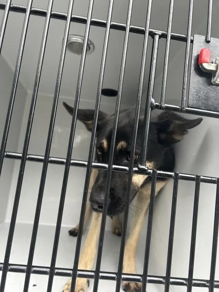 A young medium-sized female German Shepherd Dog dog named Siggy for adoption in Virginia Beach, VA