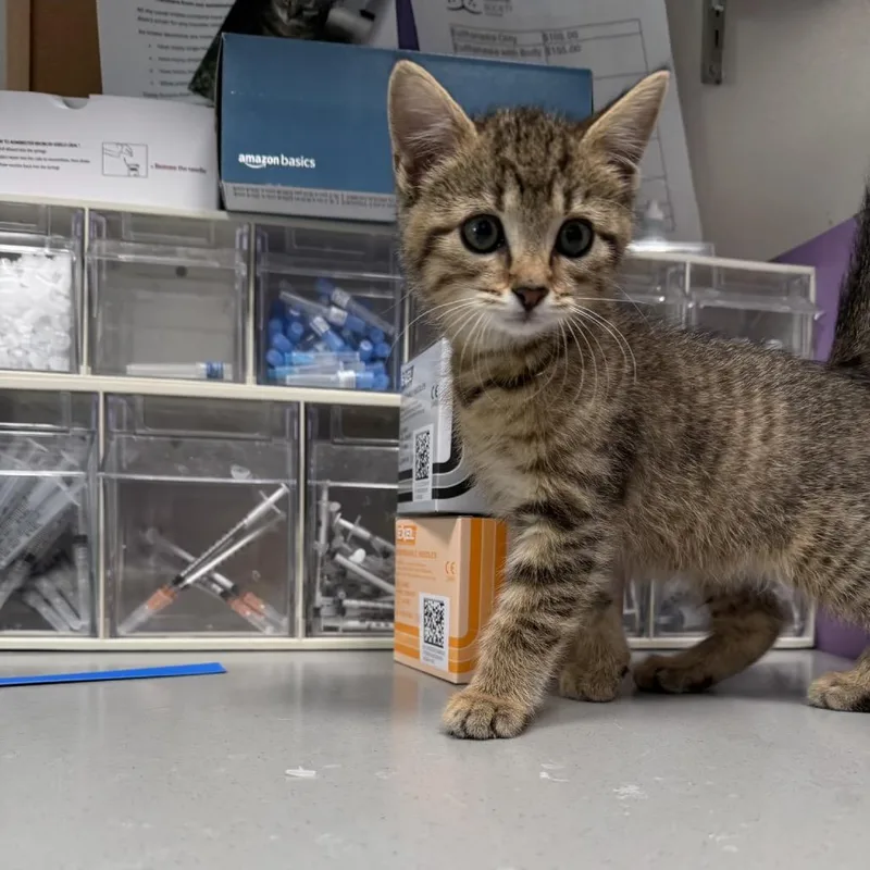 A baby small-sized male Brown / Chocolate Domestic Short Hair cat named Long John Silver for adoption in Englewood, FL