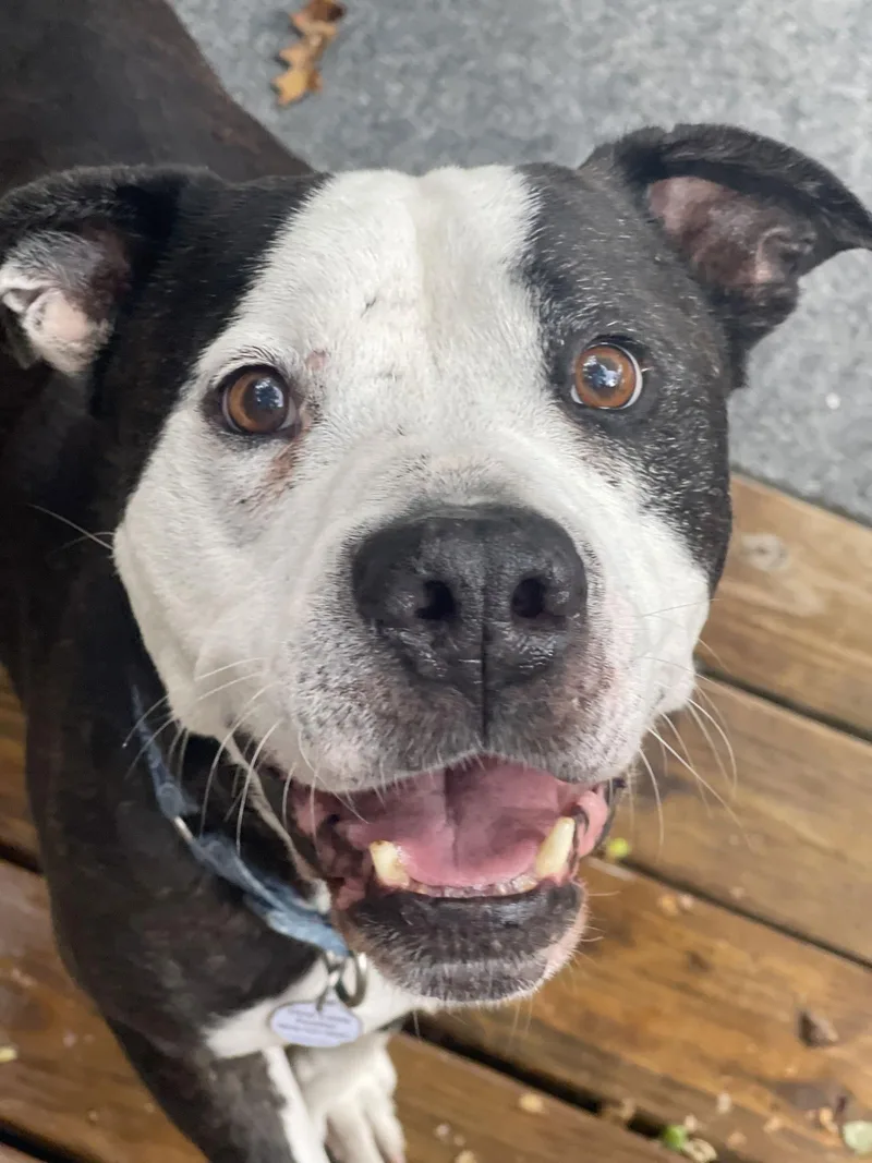 Paw Paw Walter thumbnail 2