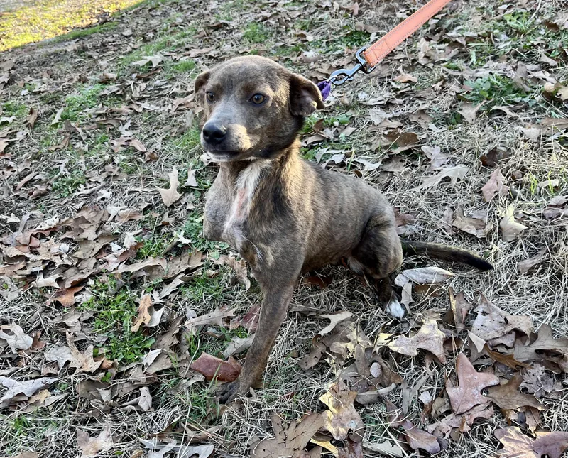 Peggy Sue thumbnail 2