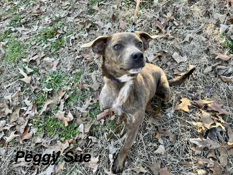 Peggy Sue thumbnail 4