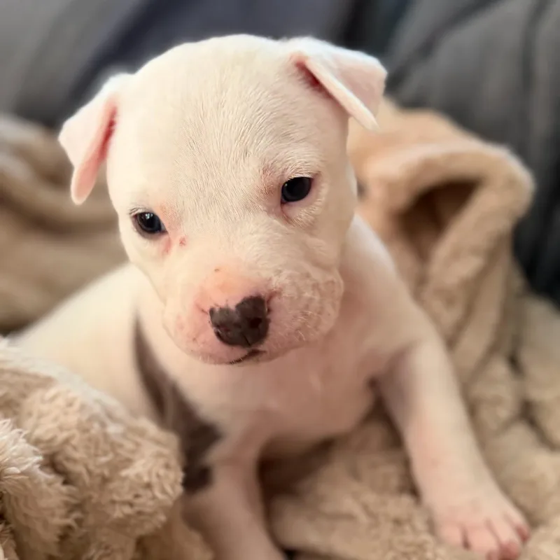 A baby large-sized male White / Cream Mixed Breed dog named Jacques Chewsteau for adoption in Cranston, RI