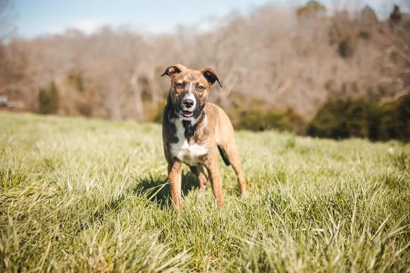 Margot Transport thumbnail 2