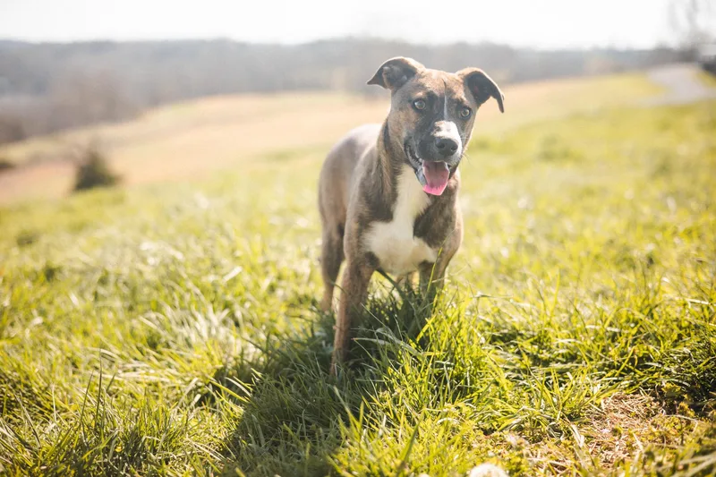 Margot Transport thumbnail 3