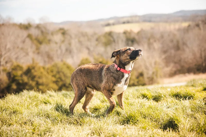 Margot Transport thumbnail 4