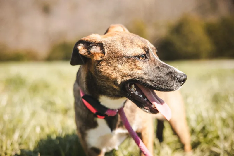 Margot Transport thumbnail 5