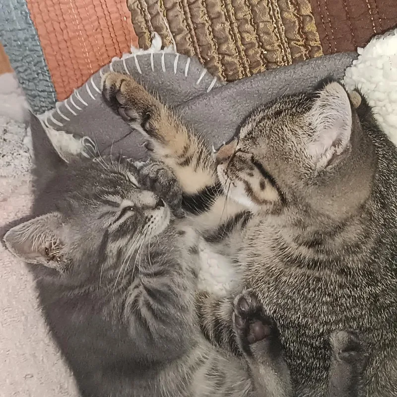 A baby medium-sized male Domestic Short Hair cat named Corey And Murphy for adoption in New York, NY