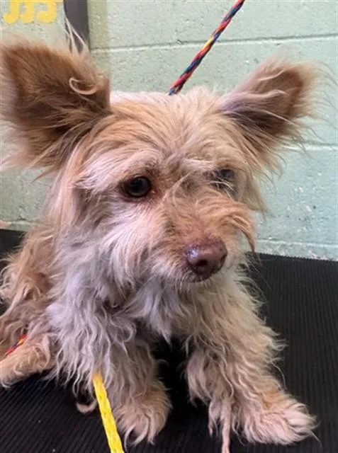 An adult small-sized female Terrier dog named Wanda for adoption in Sacramento, CA