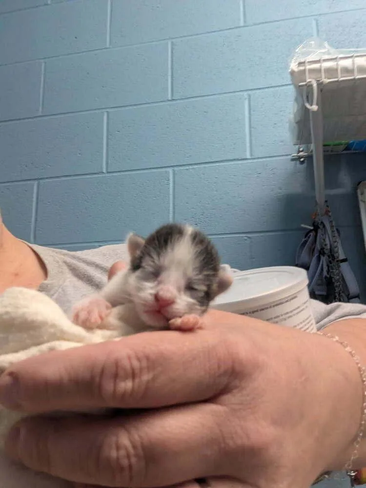 A baby small-sized female Black & White / Tuxedo Domestic Short Hair cat named Laken for adoption in Evansville, IN