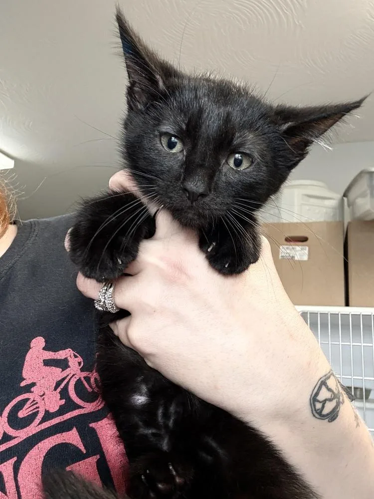 A baby medium-sized male Black Domestic Short Hair cat named Storm for adoption in Bolivar, MO