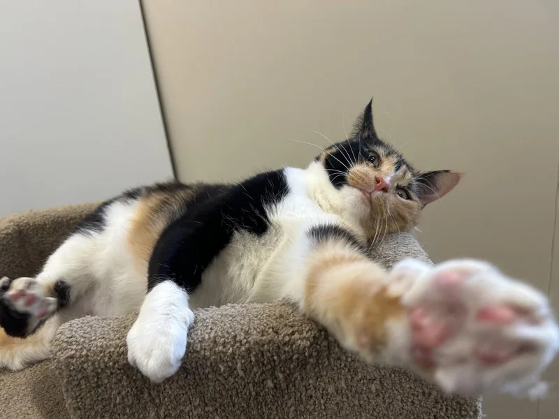 An adult large-sized female Domestic Short Hair cat named Clara for adoption in Arlington, VT