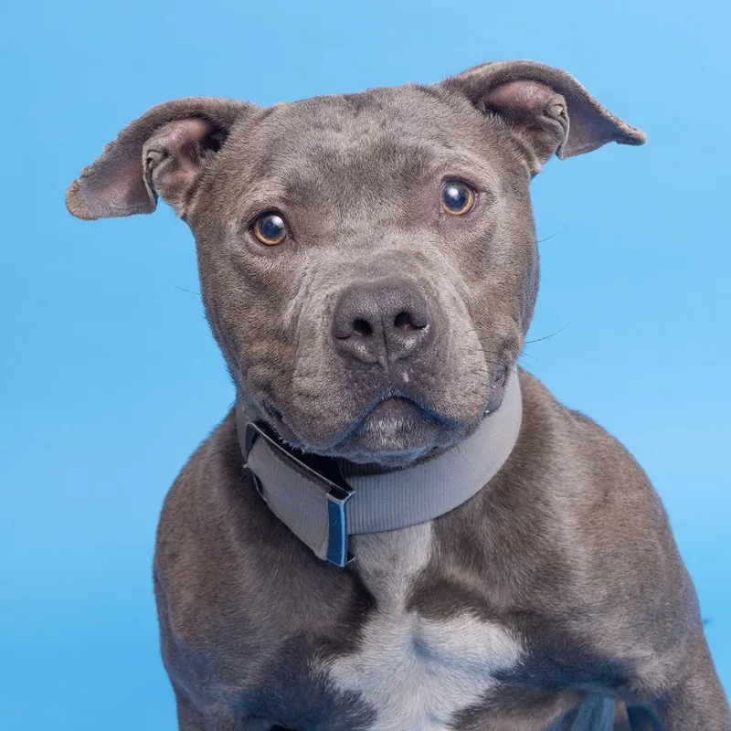 A young large-sized male Gray / Blue / Silver Pit Bull Terrier dog named Diesel for adoption in Franklin, TN