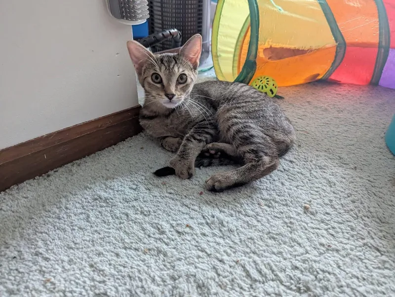 A baby medium-sized male Tabby (Brown / Chocolate) Domestic Short Hair cat named Jazz for adoption in Hudsonville, MI
