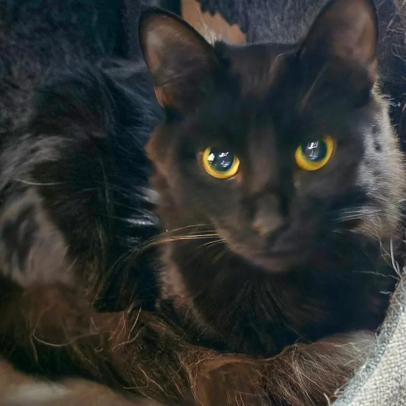 A young medium-sized male Black Domestic Long Hair cat named Oliver  Chino Hills for adoption in Chino Hills, CA