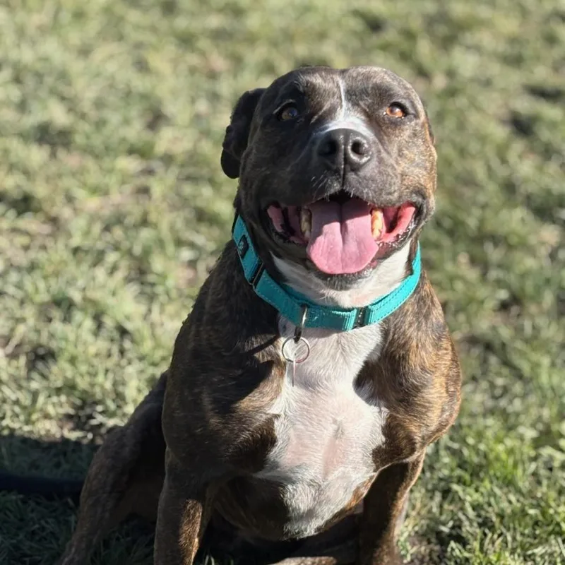 An adult medium-sized female Brindle Mixed Breed dog named Hershey for adoption in Medford, OR