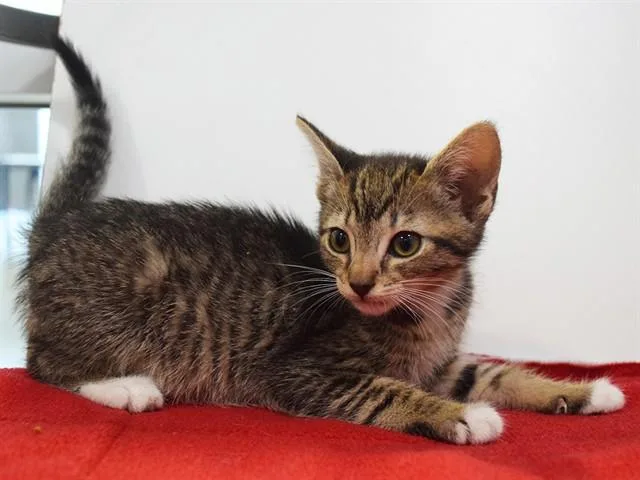 A baby small-sized female Domestic Short Hair cat named Aira for adoption in Sacramento, CA