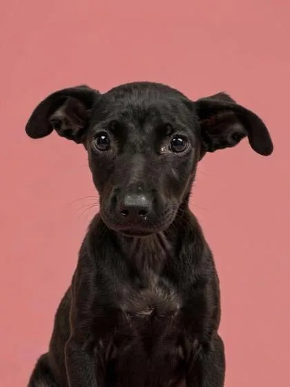 A young medium-sized female Terrier dog named Happy for adoption in Gulfport, MS