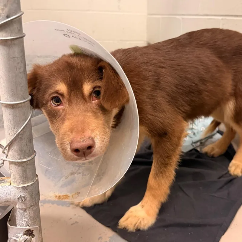 A young small-sized male Brown / Chocolate Husky dog named Chase for adoption in Indianapolis, IN