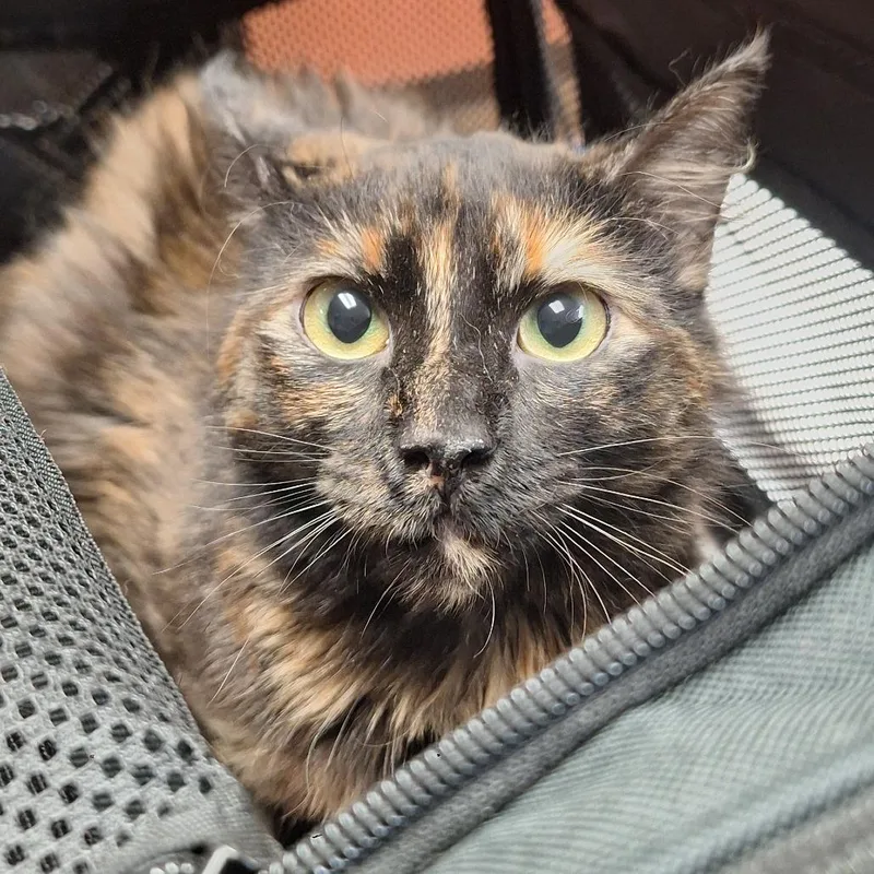 An adult medium-sized female Tortoiseshell Domestic Medium Hair cat named Lark Pretty & for adoption in Flagstaff, AZ