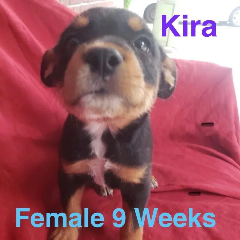 A baby medium-sized female Australian Cattle Dog / Blue Heeler dog named Kira for adoption in Houston, TX