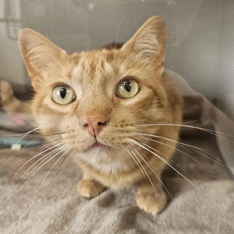 Marmalade