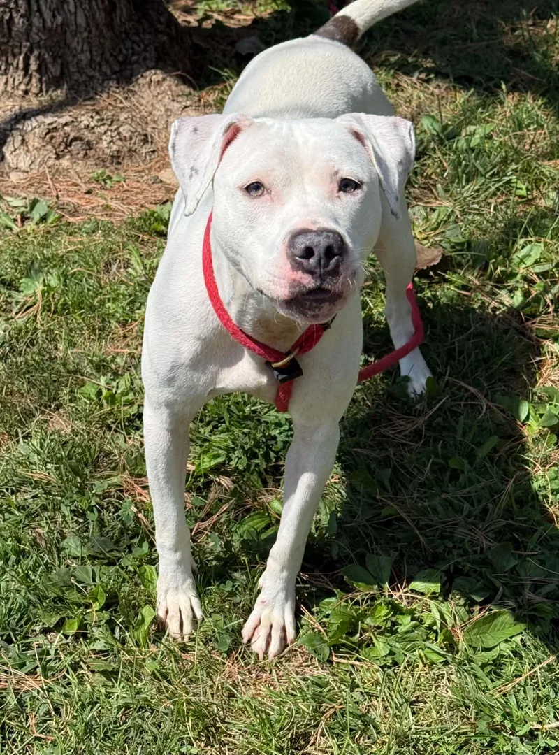 An adult medium-sized female White / Cream Pit Bull Terrier dog named Opal for adoption in Springfield, IL
