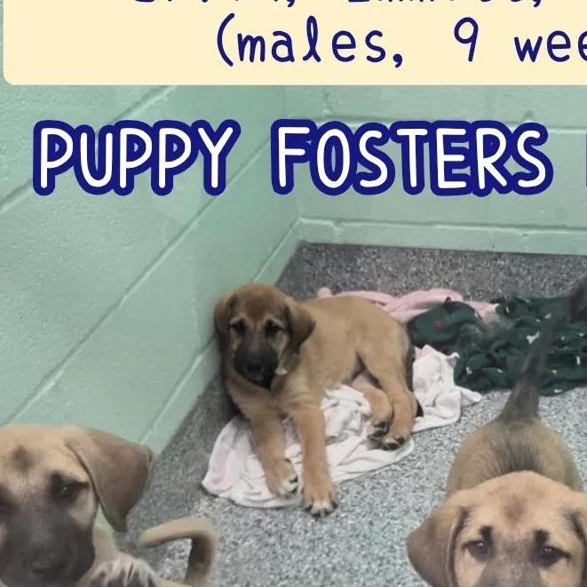 A baby large-sized male Anatolian Shepherd dog named Irvin for adoption in Plano, TX