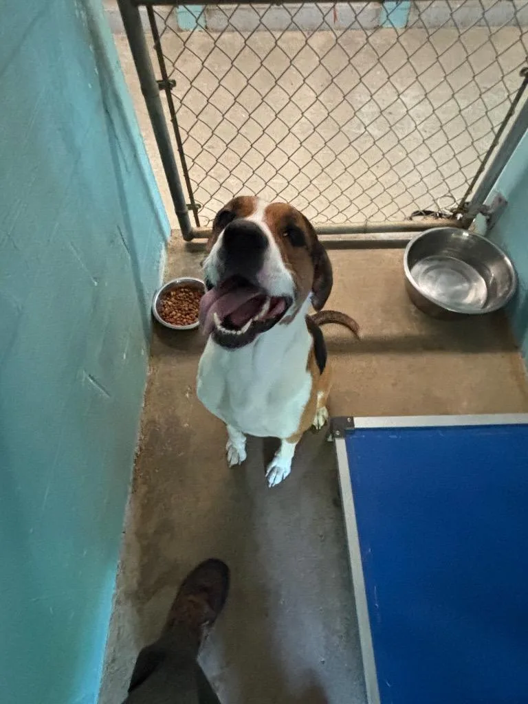 A young medium-sized male Coonhound dog named Skippy for adoption in Lafayette, TN