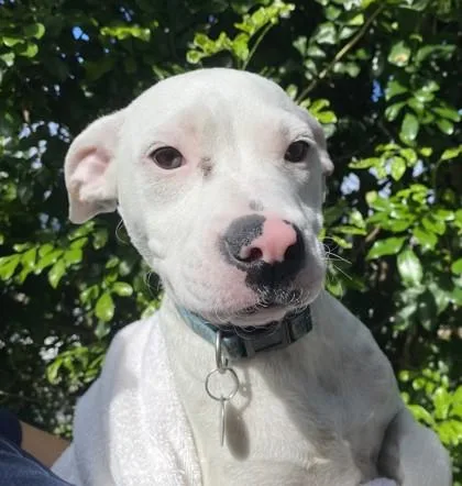 A baby medium-sized female Mixed Breed dog named Hannah Montana for adoption in Honolulu, HI