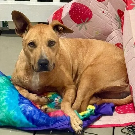 An adult medium-sized female Yellow / Tan / Blond / Fawn Pit Bull Terrier dog named Sasha Sugar Walking Ray for adoption in Friendswood, TX