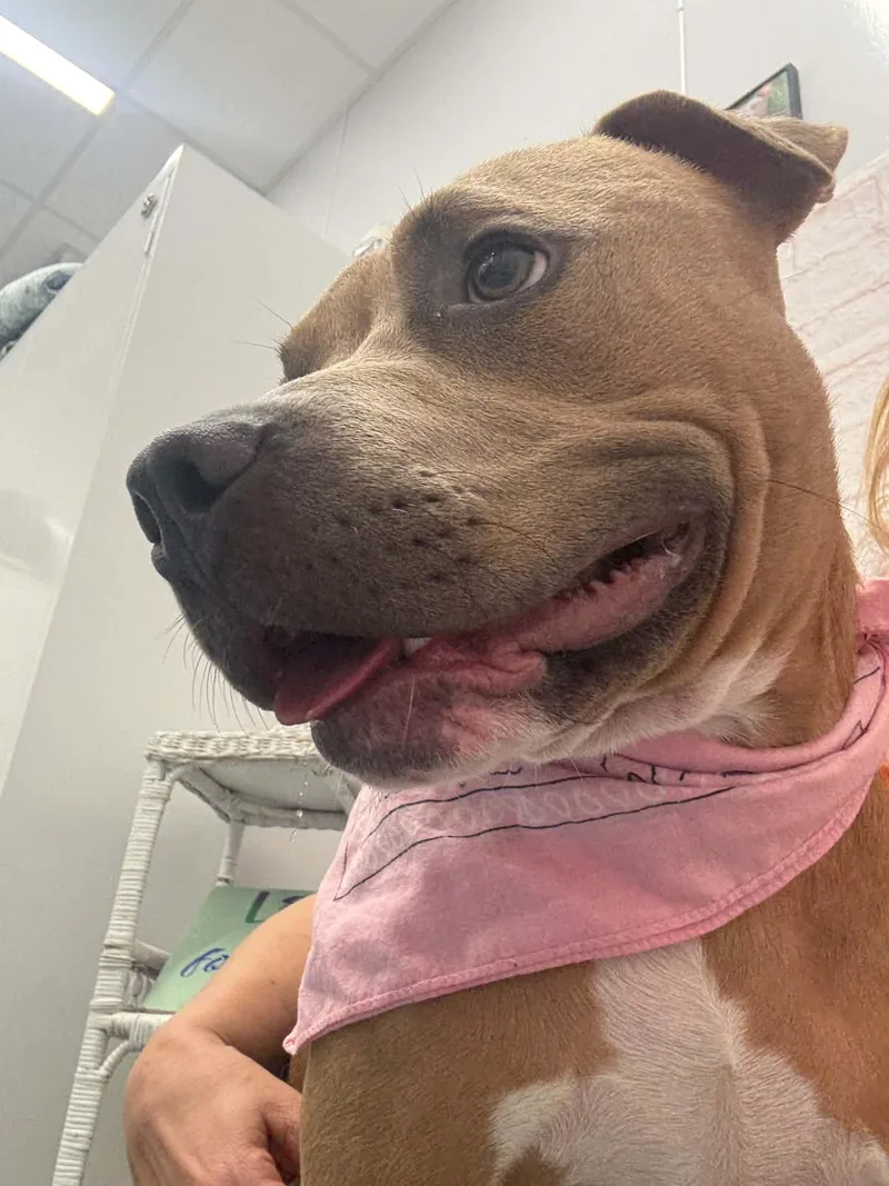 A young medium-sized female Pit Bull Terrier dog named Brandy for adoption in Oxford, MI
