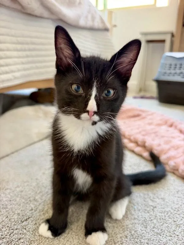 A baby small-sized male Domestic Short Hair cat named Freddie for adoption in Bonsall, CA
