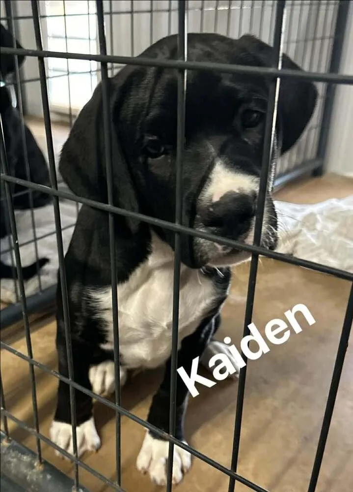A baby medium-sized male Tricolor (Brown, Black, & White) Labrador Retriever dog named Kaiden for adoption in Saugus, MA