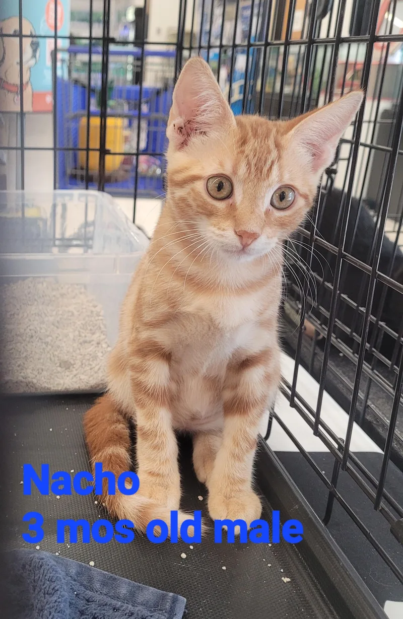 Nacho