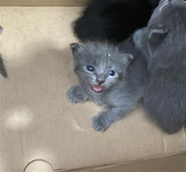 A baby medium-sized female Domestic Short Hair cat named Wendy for adoption in Dallas, TX