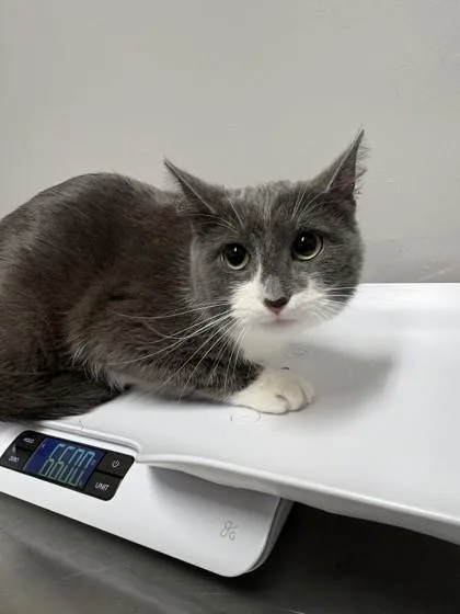 A baby medium-sized female Domestic Short Hair cat named Charlotte for adoption in Pequot Lakes, MN