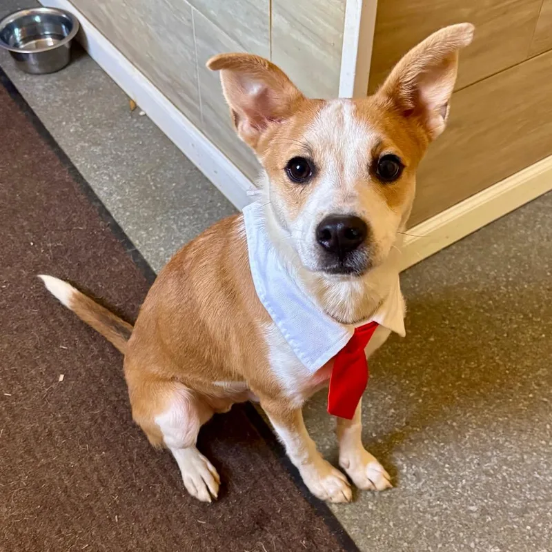 A young small-sized male Jack Russell Terrier dog named Bacon for adoption in Metamora, MI