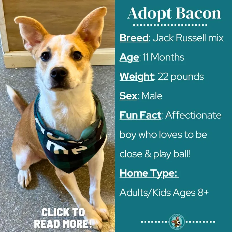 Bacon thumbnail 4