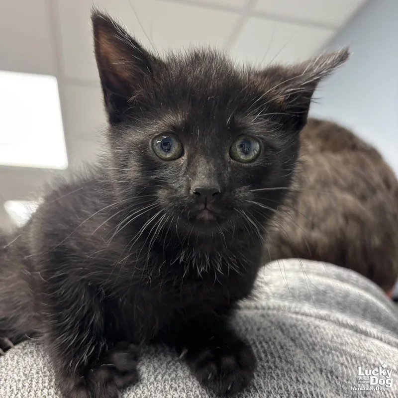 A baby medium-sized female Black Domestic Short Hair cat named Sissy for adoption in Washington, DC