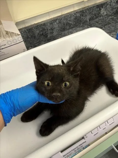 A baby medium-sized male Black Domestic Medium Hair cat named Panther for adoption in Woodland, CA