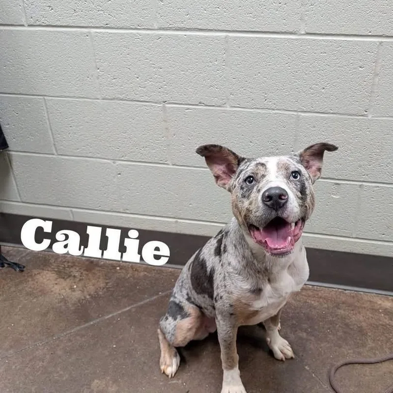 A young medium-sized female Gray / Blue / Silver Australian Cattle Dog / Blue Heeler dog named Callie for adoption in Williston, VT