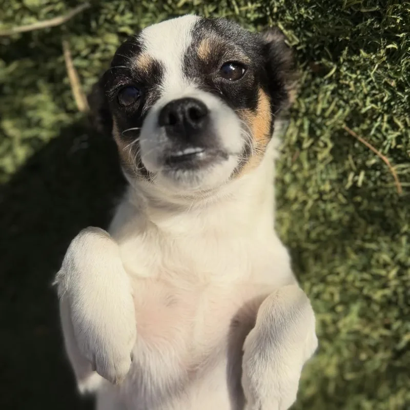 A baby small-sized female Chihuahua dog named Puff for adoption in Phoenix, AZ