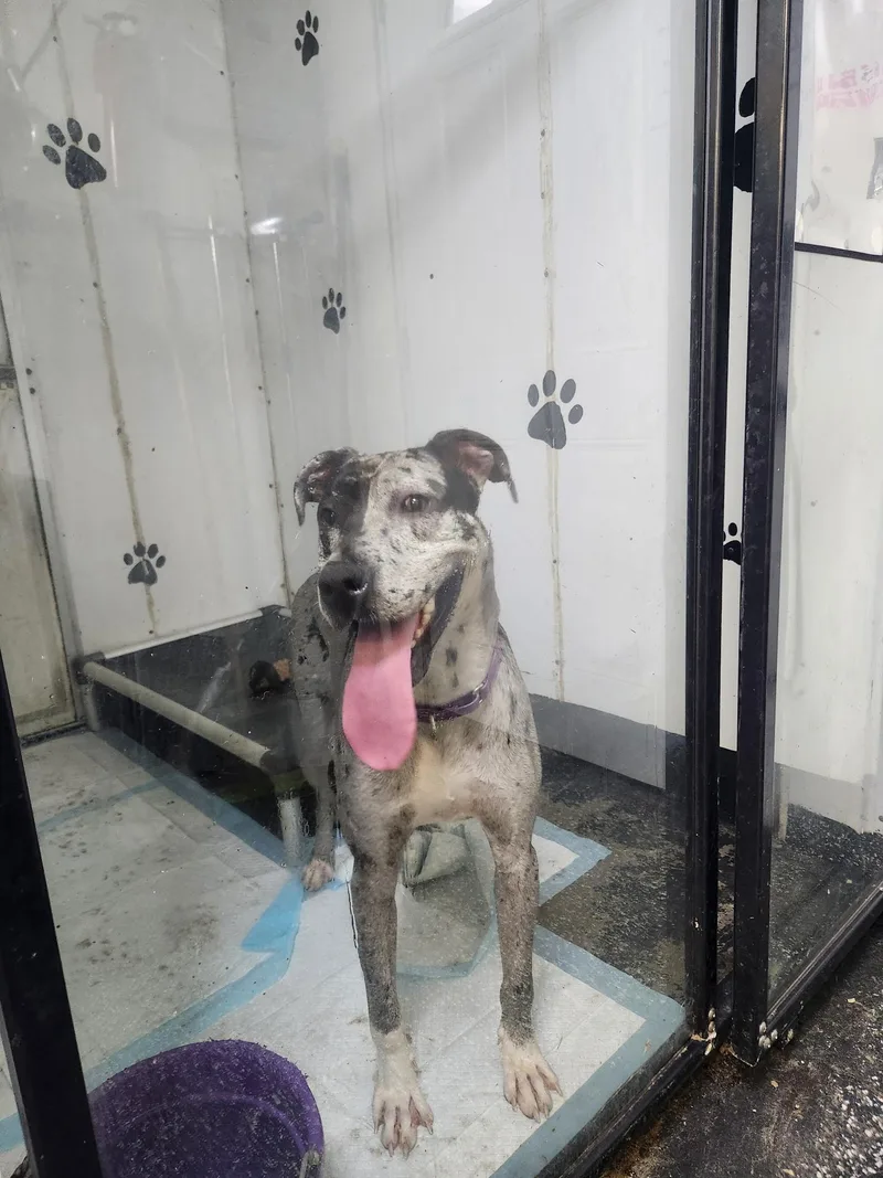 A young large-sized female Great Dane dog named Dottie for adoption in New Castle, PA
