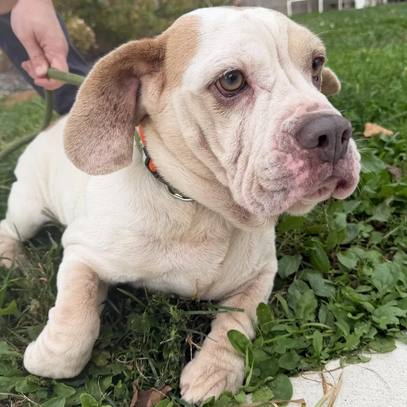 A young medium-sized female White / Cream Beagle dog named Jolene for adoption in Latrobe, PA