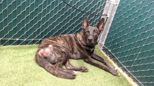 A young large-sized male Dutch Shepherd dog named Zion for adoption in Downey, CA