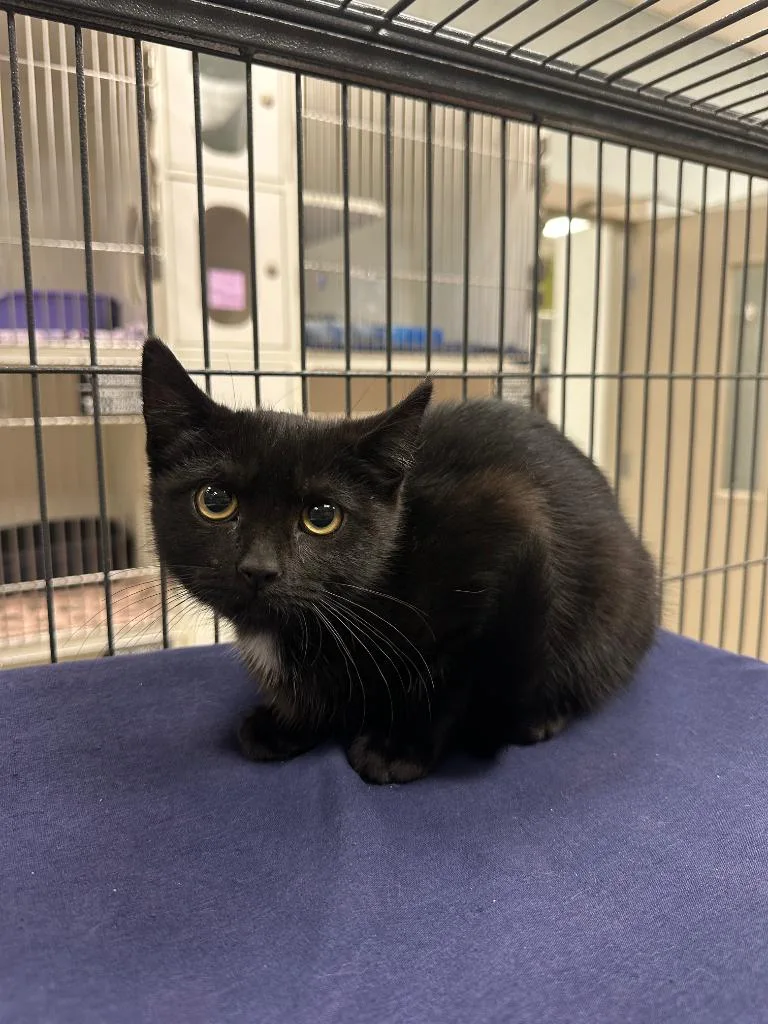 A baby small-sized female Domestic Short Hair cat named LuLu for adoption in Johnson City, TN
