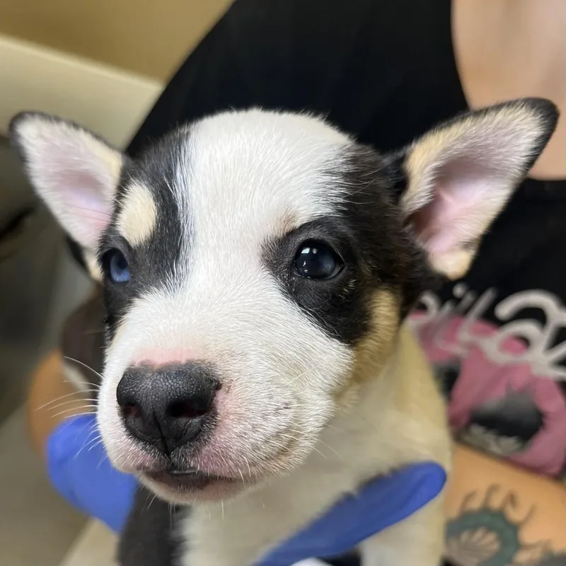 A baby small-sized female Black Mixed Breed dog named Fimra for adoption in Palm Springs, CA