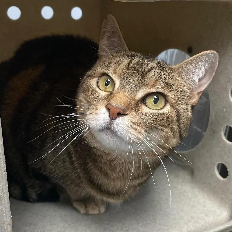 A senior medium-sized female Domestic Short Hair cat named Eloise for adoption in Roanoke, VA