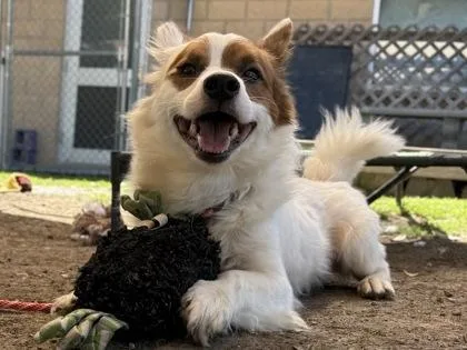An adult small-sized male White / Cream Mixed Breed dog named Simba for adoption in Georgetown, TX